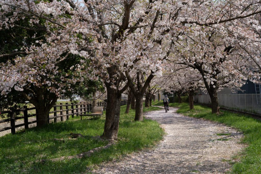 桜の風景写真に人物を入れるときの注意点 写真教室フォトアドバイス